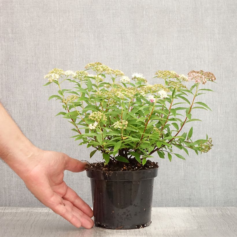 Exemplaar van Spiraea japonica Shirobana - Spierstruik Pot van 1 l/1,5 l zoals geleverd in de zomer