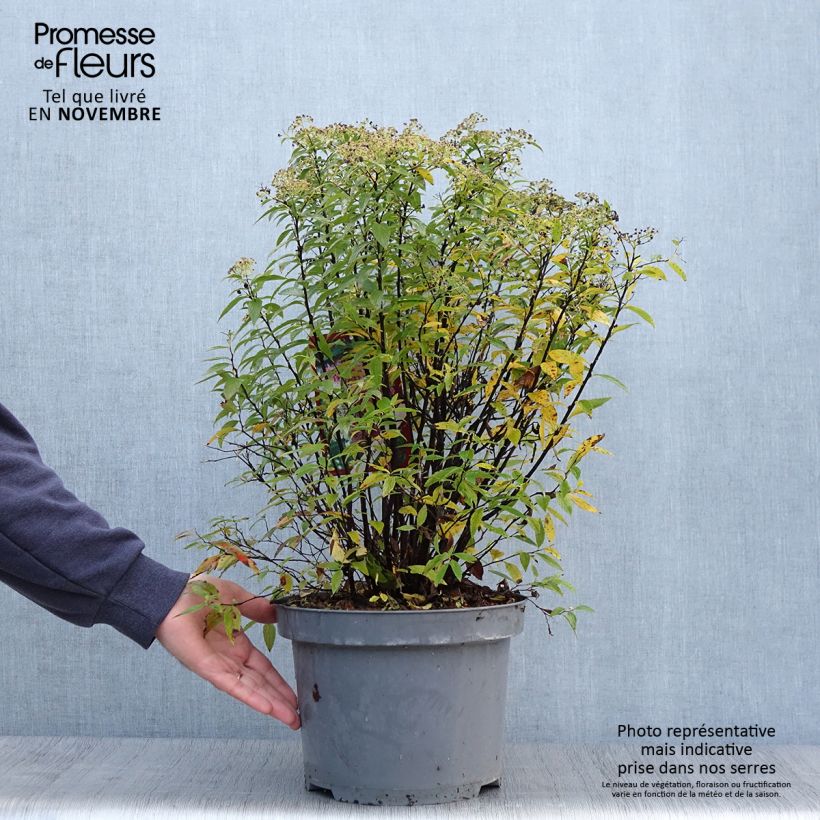 Exemplaar van Spiraea japonica Shirobana - Spierstruik Pot van 7,5 l/10 l zoals geleverd in de herfst