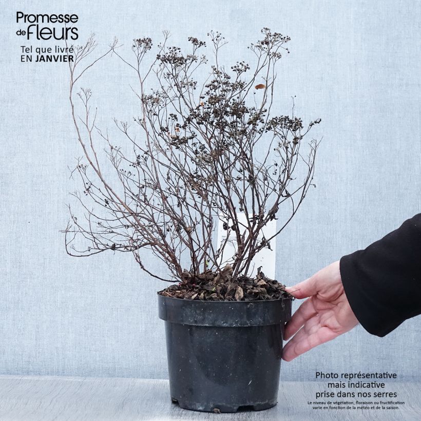 Example of Spirée japonaise - Spiraea japonica Dart's Red Pot van 3 l/4 l as you get in hiver