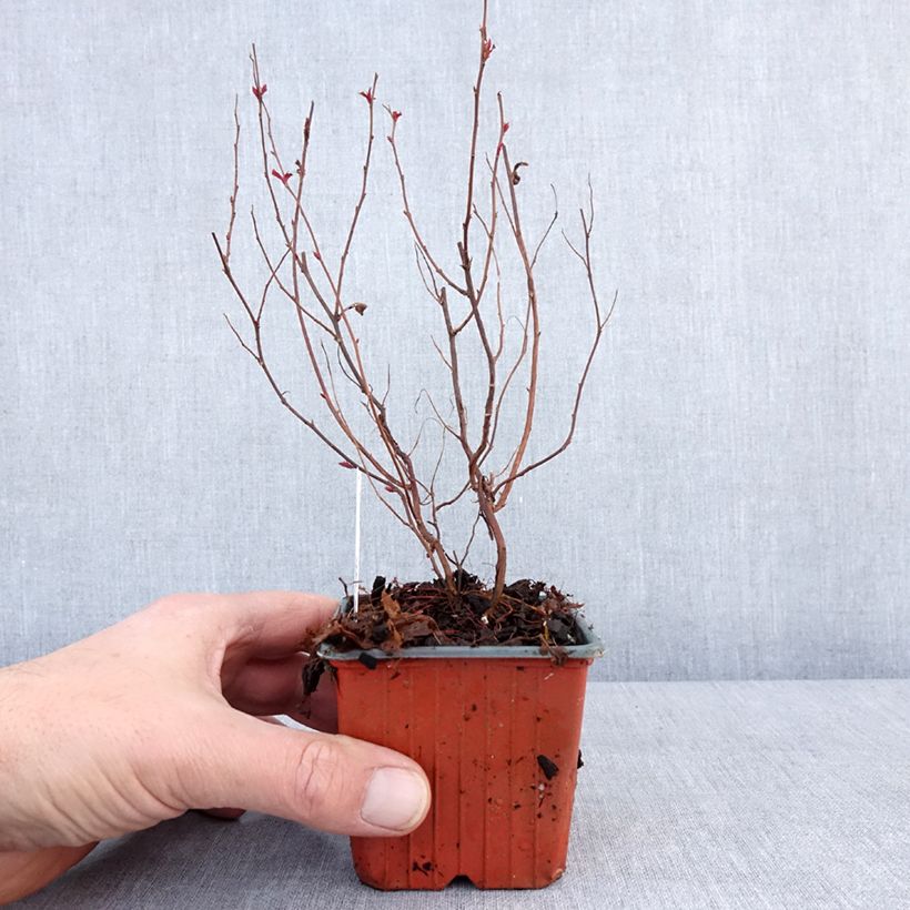 Example of Spirée japonaise - Spiraea japonica Dart's Red Kweekpotje van 8/9 cm as you get in hiver