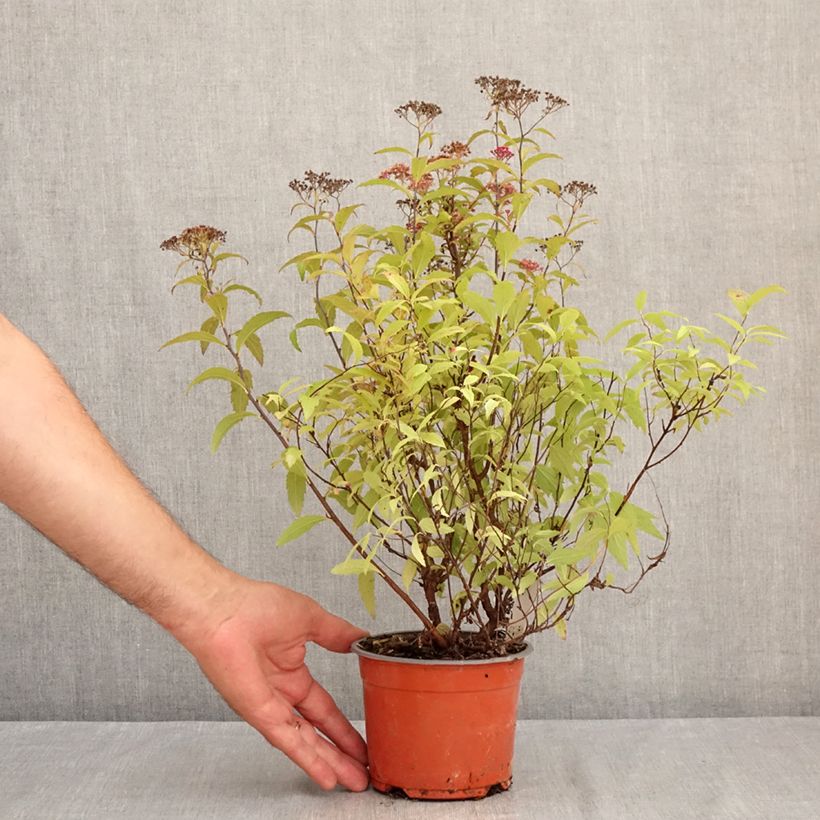 Exemplaar van Spiraea japonica Darts Red - Spierstruik Pot van 1 l/1,5 l zoals geleverd in de zomer