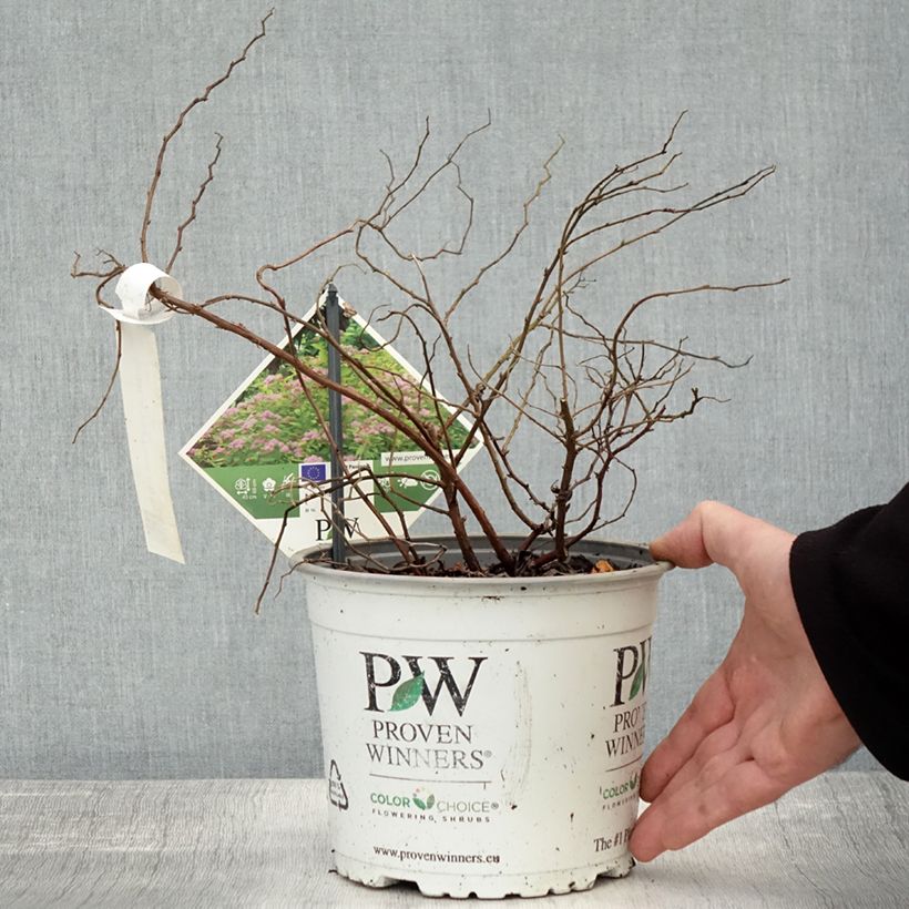 Exemplaar van Spirée japonaise - Spiraea japonica Double Play Big Bang Pot de 2L/3L zoals geleverd in de herfst