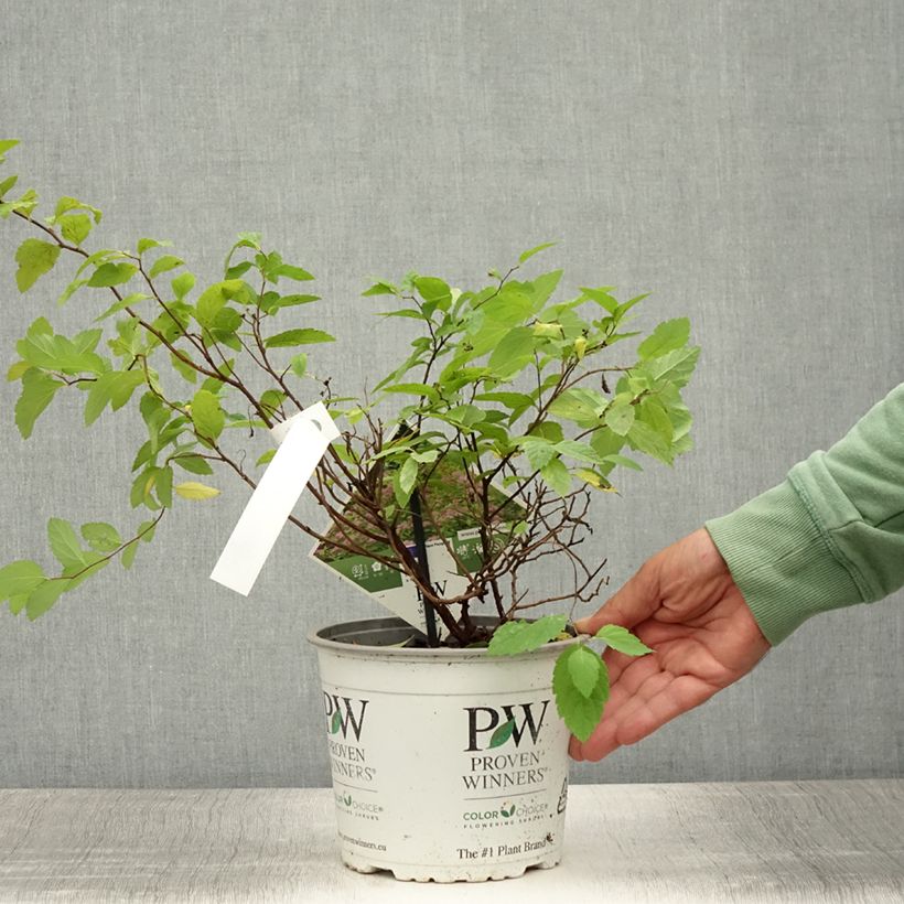 Exemplaar van Spiraea japonica Double Play Big Bang - Spierstruik Pot van 2 l/3 l zoals geleverd in de zomer