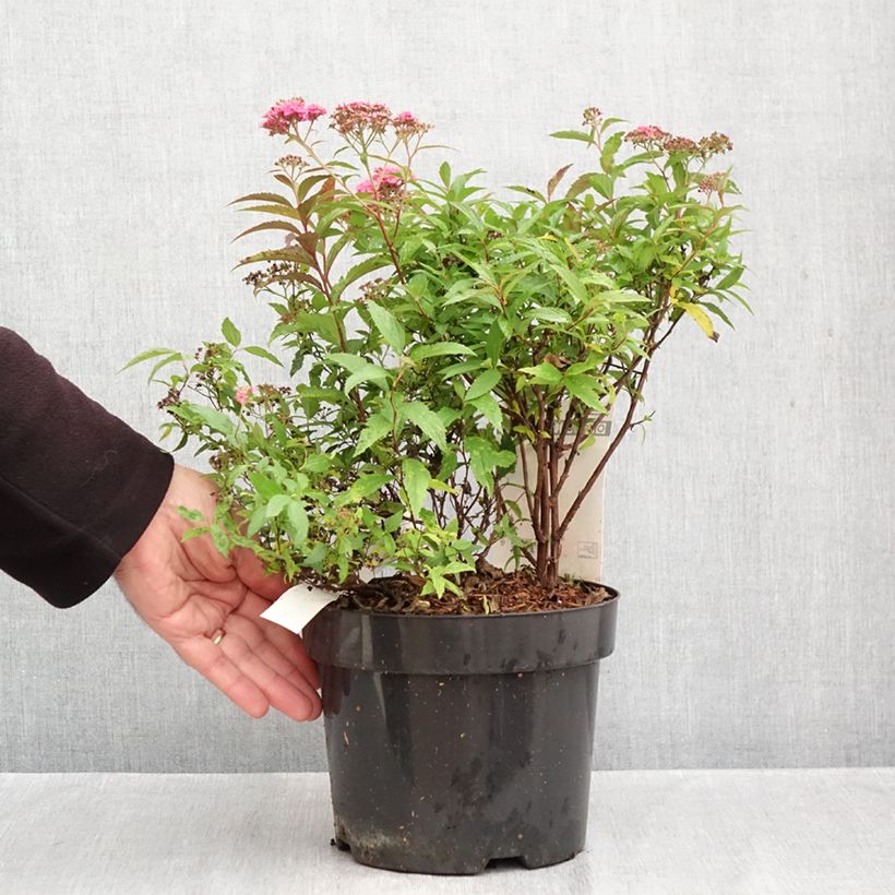 Exemplaar van Spiraea japonica Neon Flash - Spierstruik Pot van 2 l/3 l zoals geleverd in de herfst