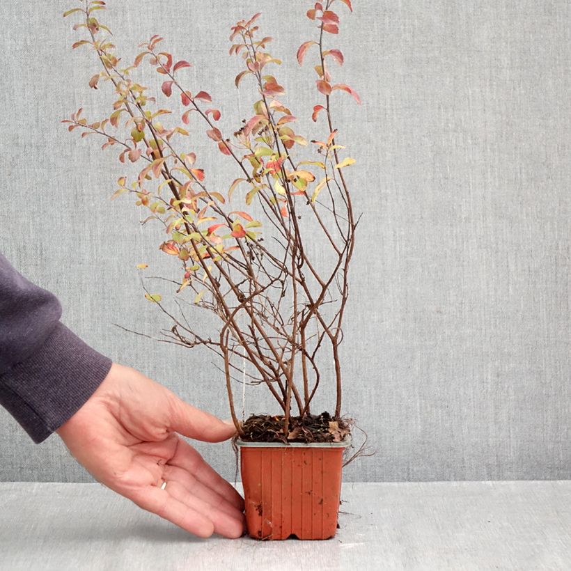 Exemplaar van Spiraea nipponica Halward's Silver - Nipponspirea Kweekpotje van 8/9 cm zoals geleverd in de herfst