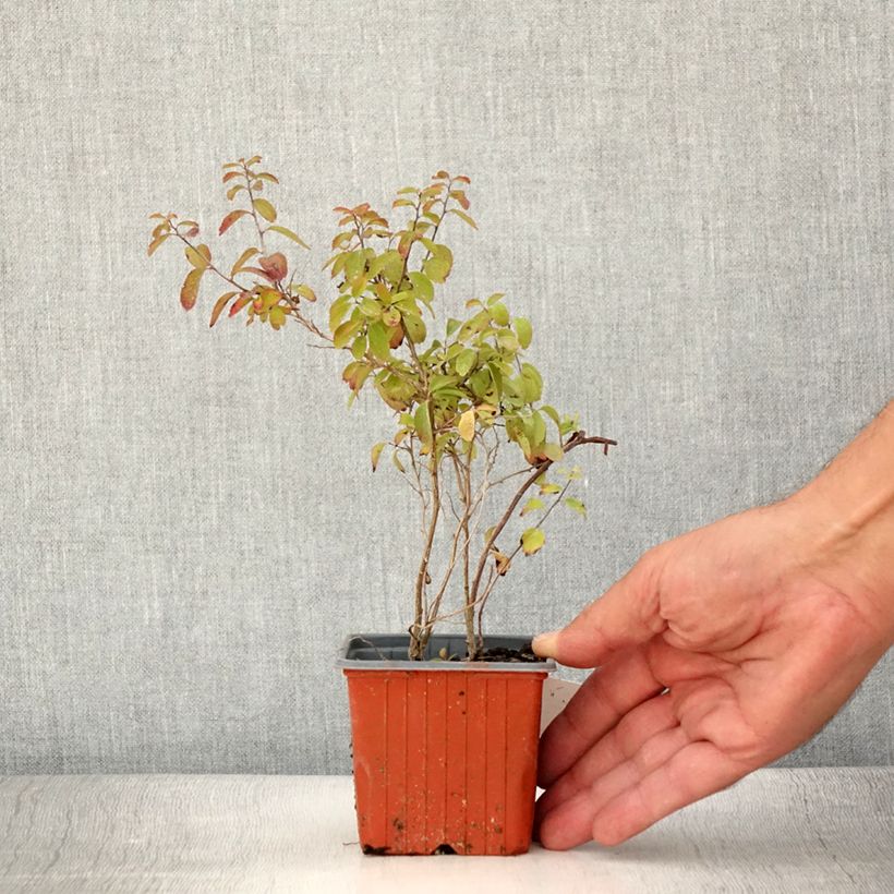 Exemplaar van Spiraea nipponica Halward's Silver - Nipponspirea Kweekpotje van 8/9 cm zoals geleverd in de zomer