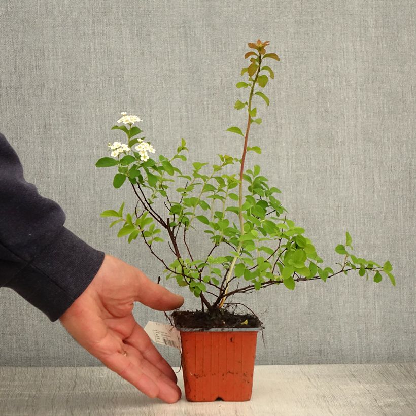 Exemplaar van Spiraea nipponica Halward's Silver - Nipponspirea Kweekpotje van 8/9 cm zoals geleverd in de lente