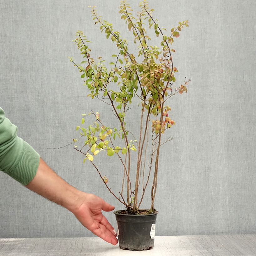Exemplaar van Spiraea nipponica Halward's Silver - Nipponspirea Pot van 1 l/1,5 l zoals geleverd in de zomer