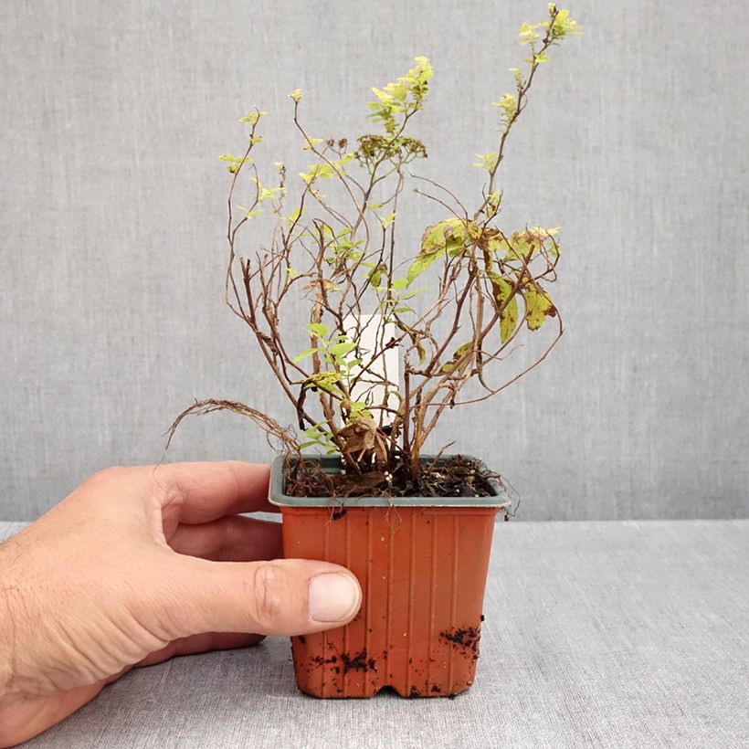 Exemplaar van Spiraea japonica White Gold - Spierstruik Kweekpotje van 8/9 cm zoals geleverd in de herfst