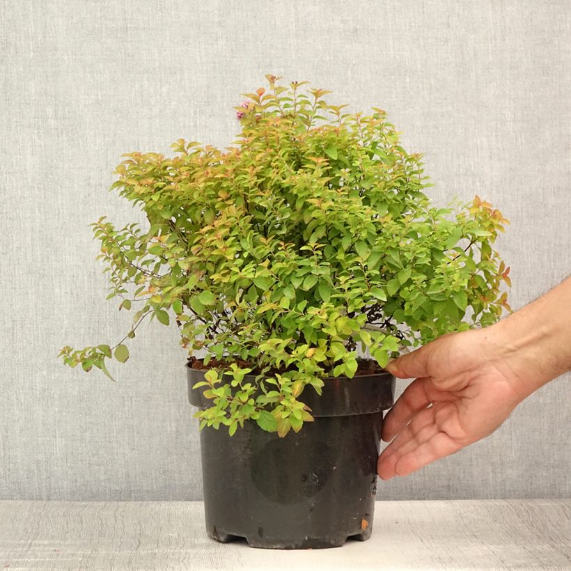 Exemplaar van Spierstruik ZenSpirit Caramel Pot van 3 l/4 l zoals geleverd in de zomer