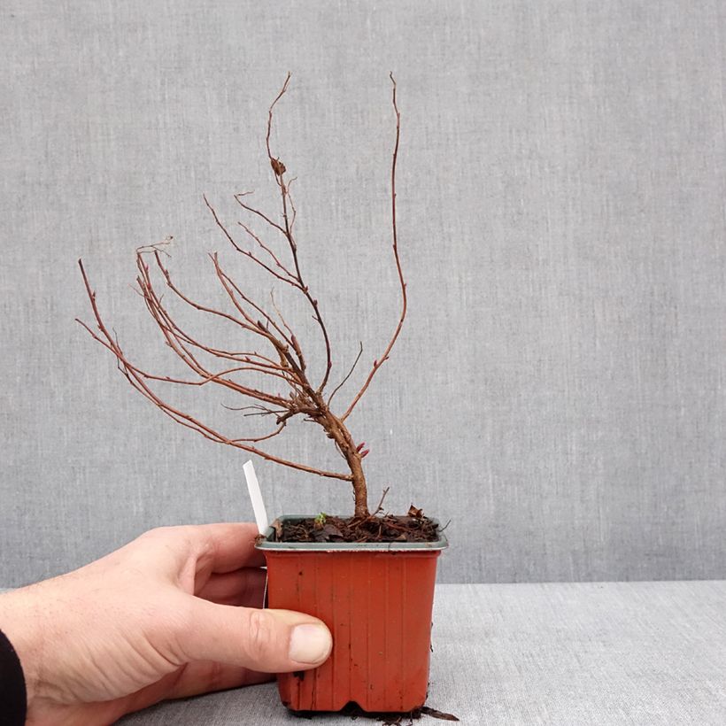 Example of Spierstruik Anthony Waterer - Spiraea japonica Kweekpotje van 8/9 cm as you get in hiver