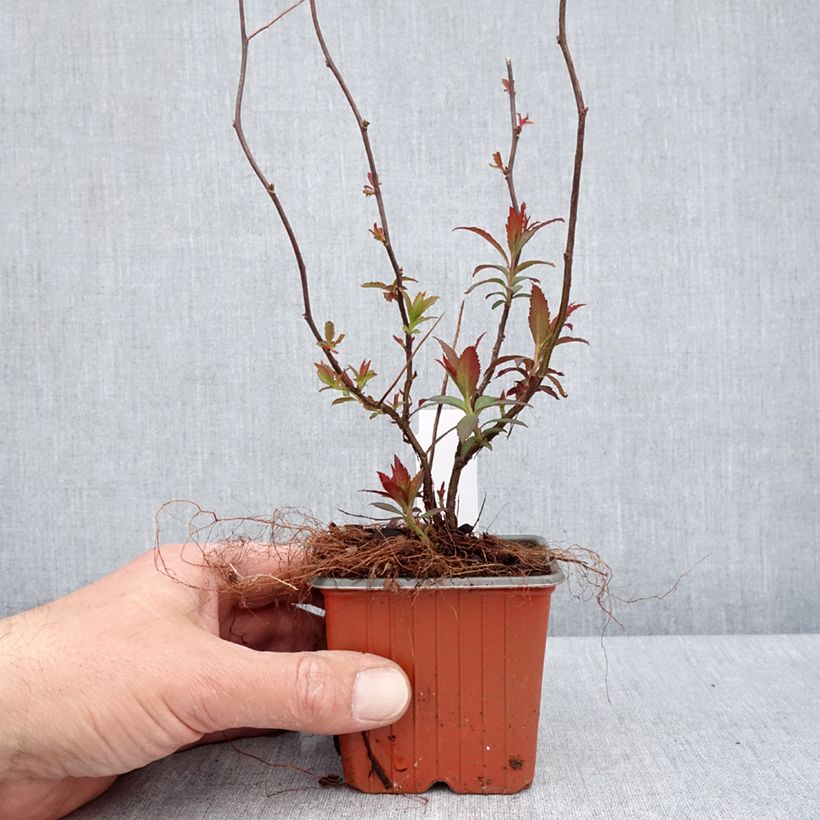 Exemplaar van Spierstruik Anthony Waterer - Spiraea japonica Kweekpotje van 8/9 cm zoals geleverd in de lente