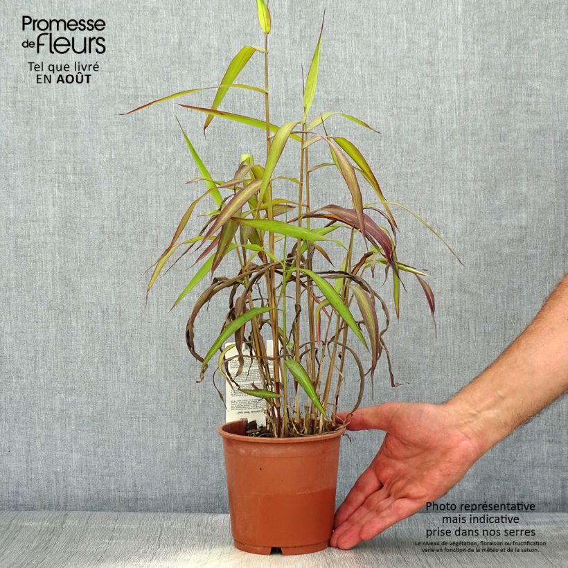 Exemplaar van Spodiopogon sibiricus West Lake - Siberisch siergras Pot van 1 l/1,5 l zoals geleverd in de zomer