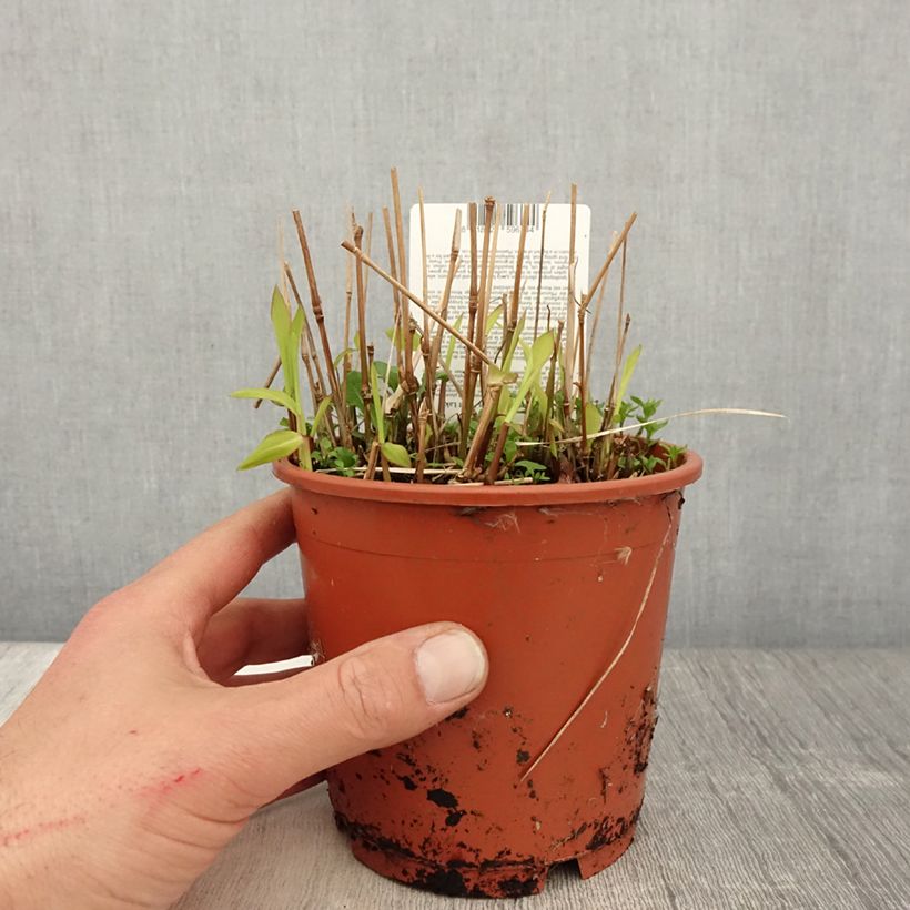 Exemplaar van Spodiopogon sibiricus West Lake - Siberisch siergras Pot van 1 l/1,5 l zoals geleverd in de lente