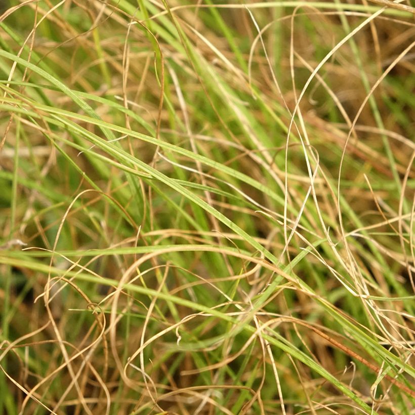 Sporobolus heterolepis Cloud - Parelgras (Blad)