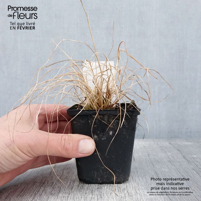 Example of Sporobolus heterolepis Cloud - Graminée Sporobole à glumes inégales Kweekpotje van 8/9 cm as you get in hiver