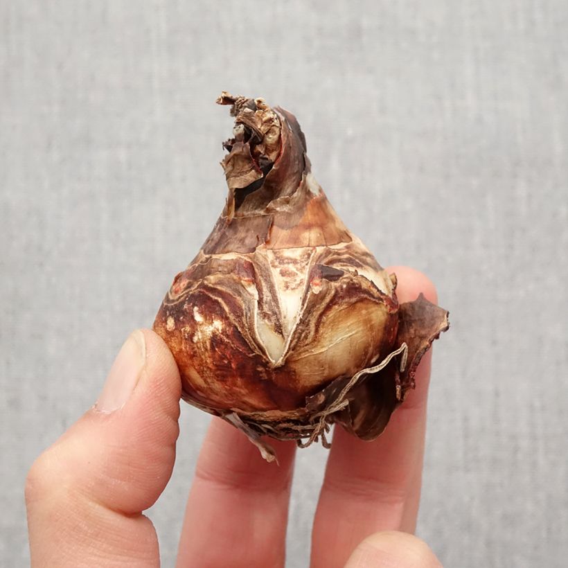 Example of Sprekelia formosissima - Lis de St Jacques Bol Kaliber/Größe 16+ as you get in printemps