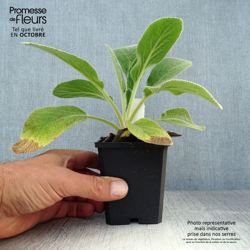 Exemplaar van Stachys byzantina Big Ears - Ezelsoor Kweekpotje van 8/9 cm zoals geleverd in de herfst