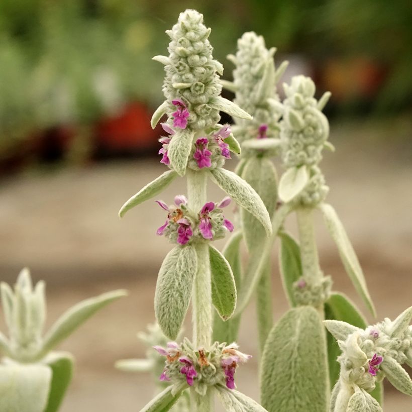 Stachys byzantina Big Ears - Ezelsoor (Bloei)