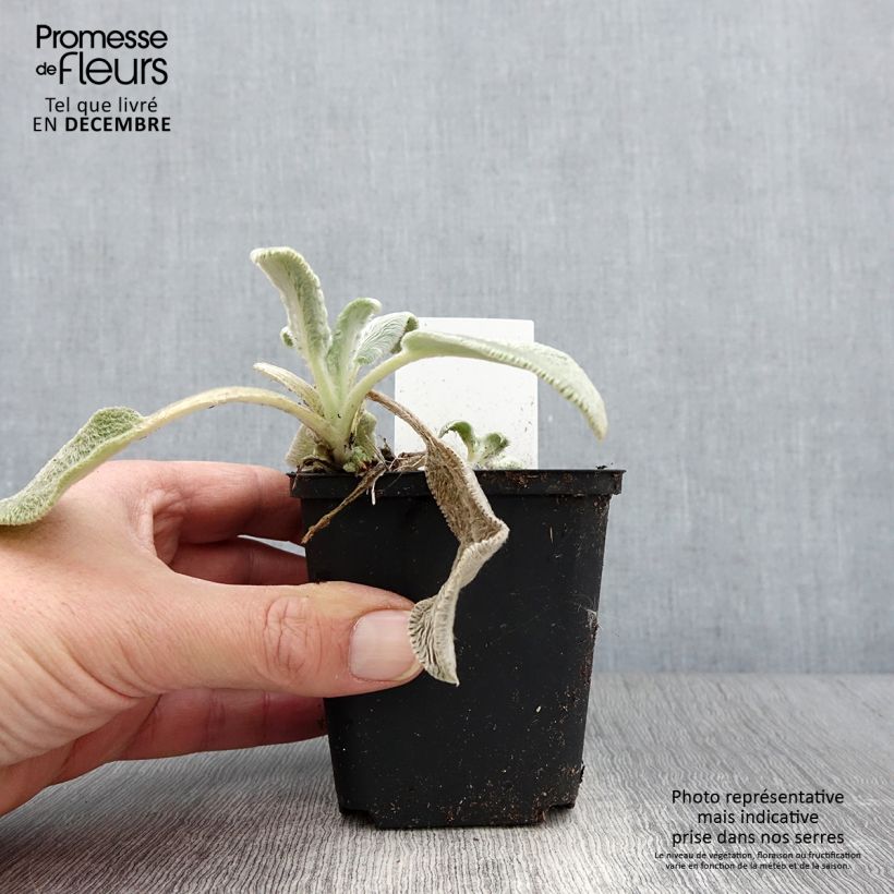 Exemplaar van Stachys byzantina Silver Carpet - Ezelsoor Kweekpotje van 8/9 cm zoals geleverd in de herfst