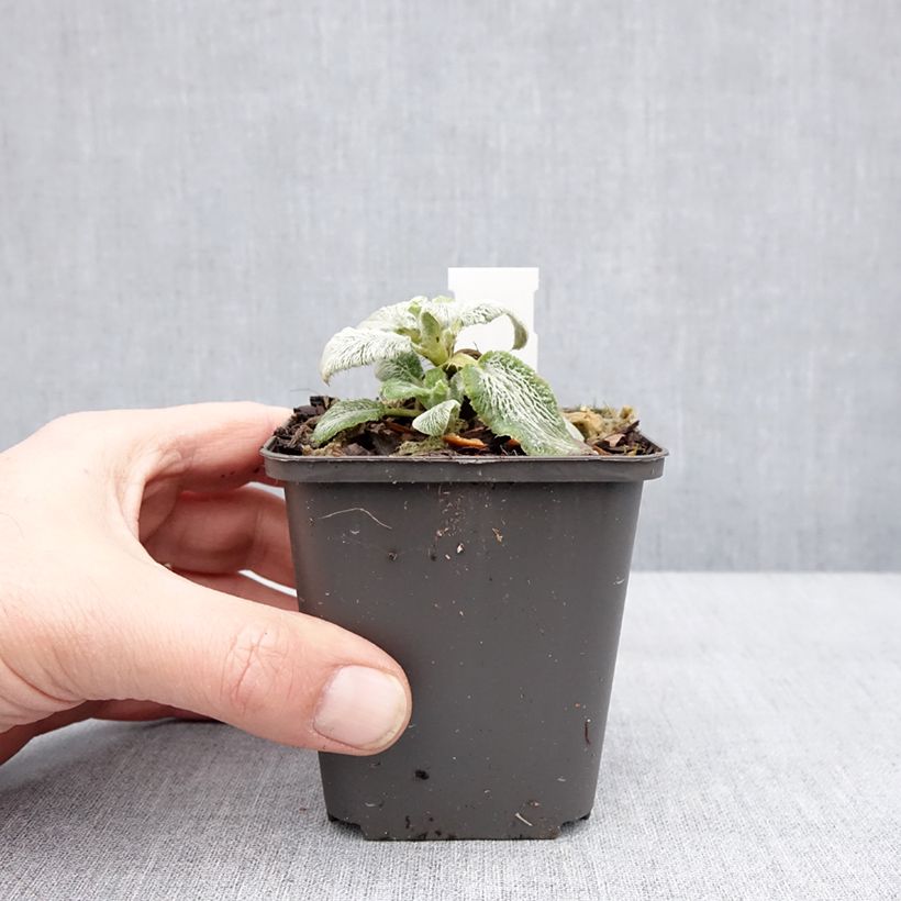 Example of Stachys byzantina Silver Carpet - Ezelsoor Kweekpotje van 8/9 cm as you get in hiver