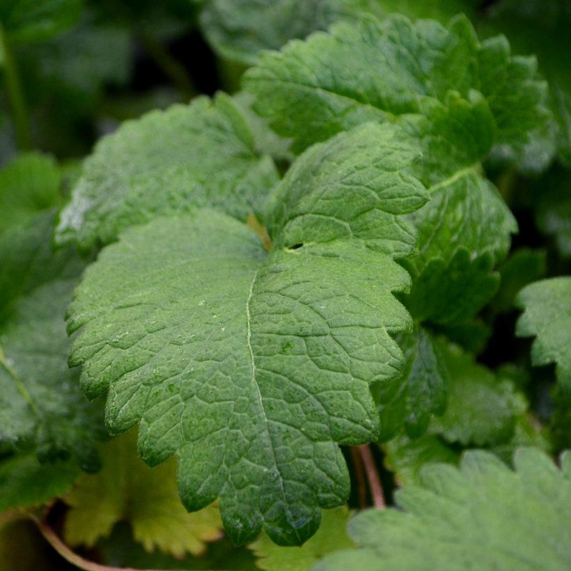 Andoorn Superba - Stachys grandiflora (Foliage)