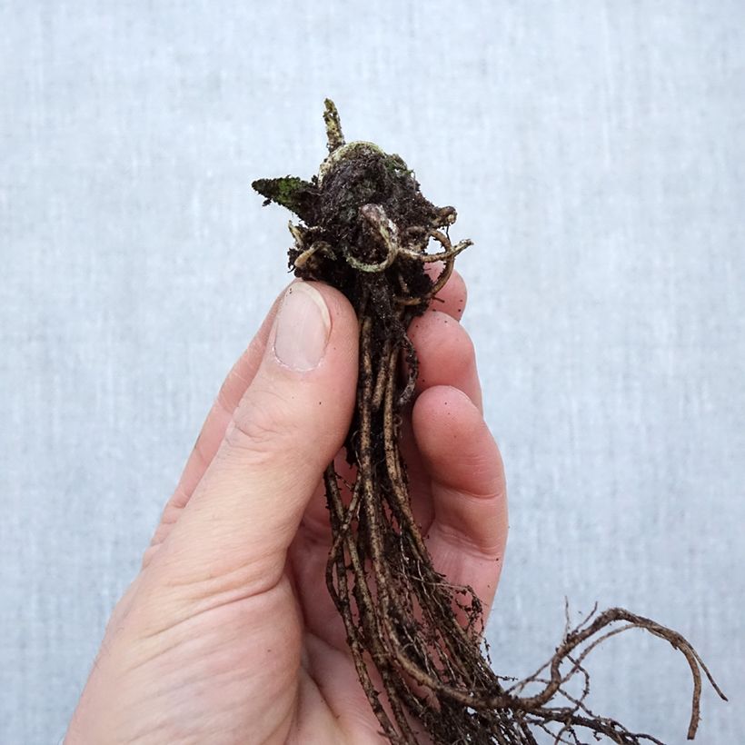 Example of Stachys monieri Hummelo - Epiaire Naakte wortel as you get in hiver