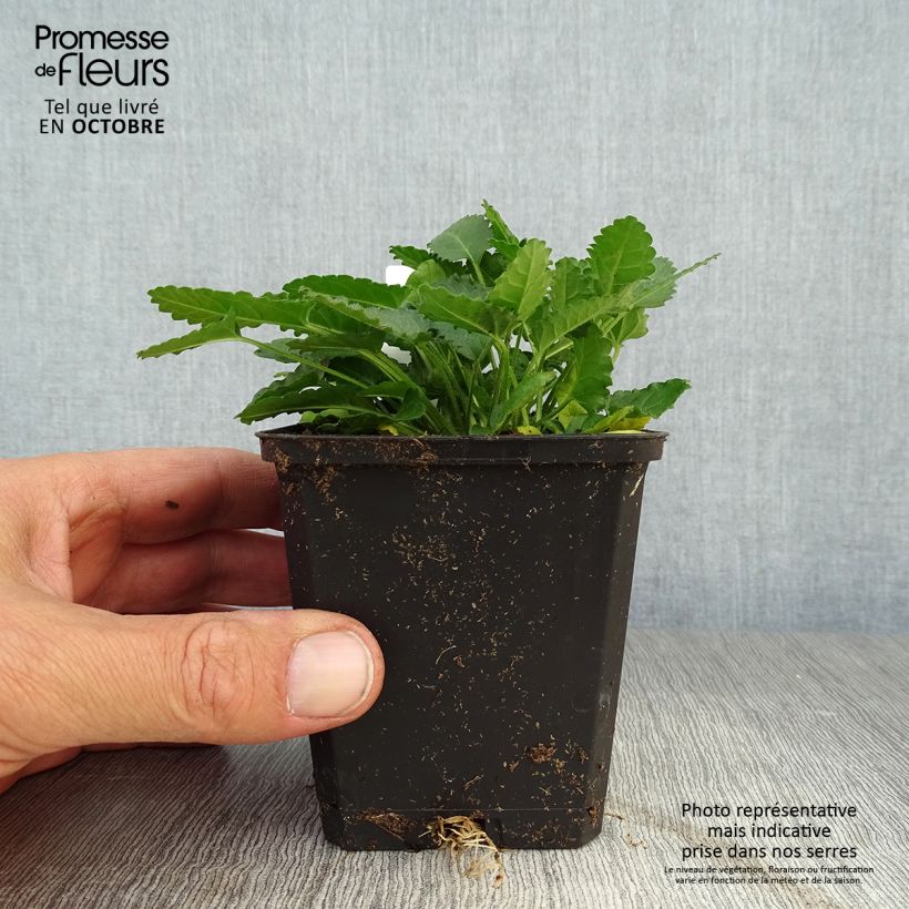 Exemplaar van Stachys officinalis - Betonie Kweekpotje van 8/9 cm zoals geleverd in de herfst