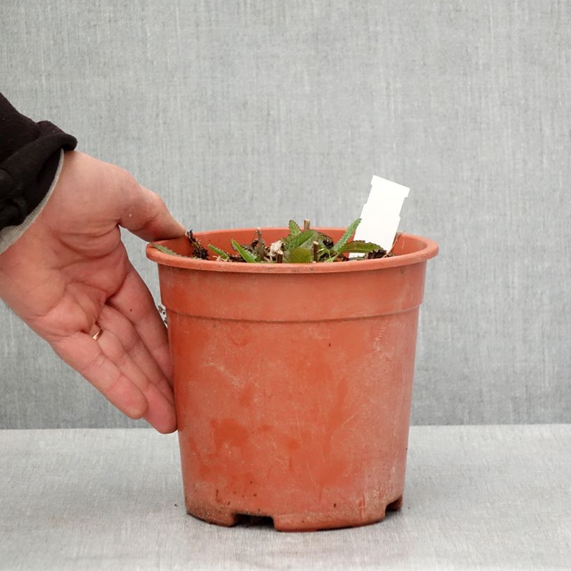 Exemplaar van Stachys officinalis Pink Cotton Candy - Betonie Pot van 2 l/3 l zoals geleverd in de lente