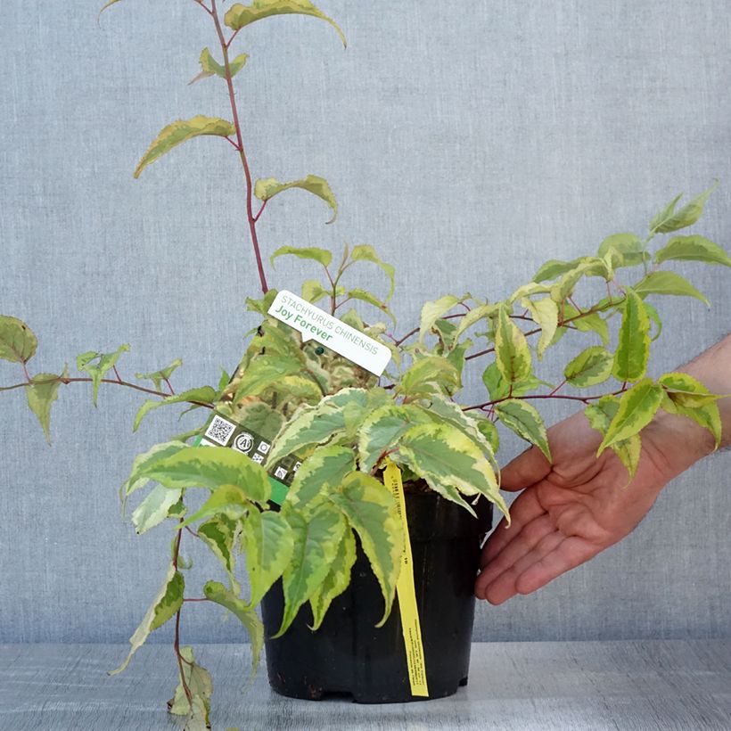 Exemplaar van Stachyurus chinensis Joy Forever - Chinese staartaar Pot van 2 l/3 l zoals geleverd in de zomer