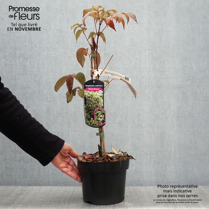 Exemplaar van Staphylea colchica Black Beauty - Pimpernoot Pot van 4 l/5 l zoals geleverd in de herfst