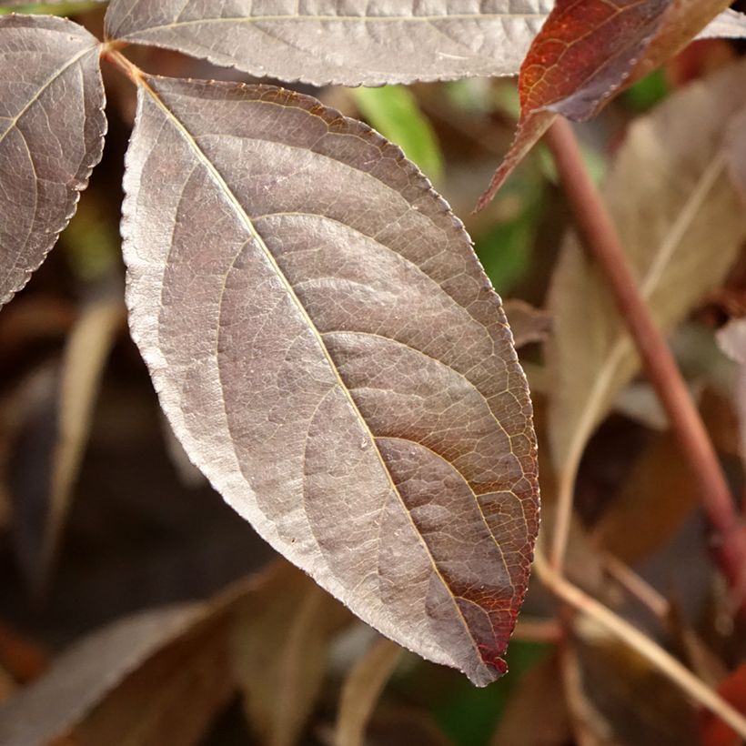 Staphylea colchica Black Beauty - Pimpernoot (Blad)