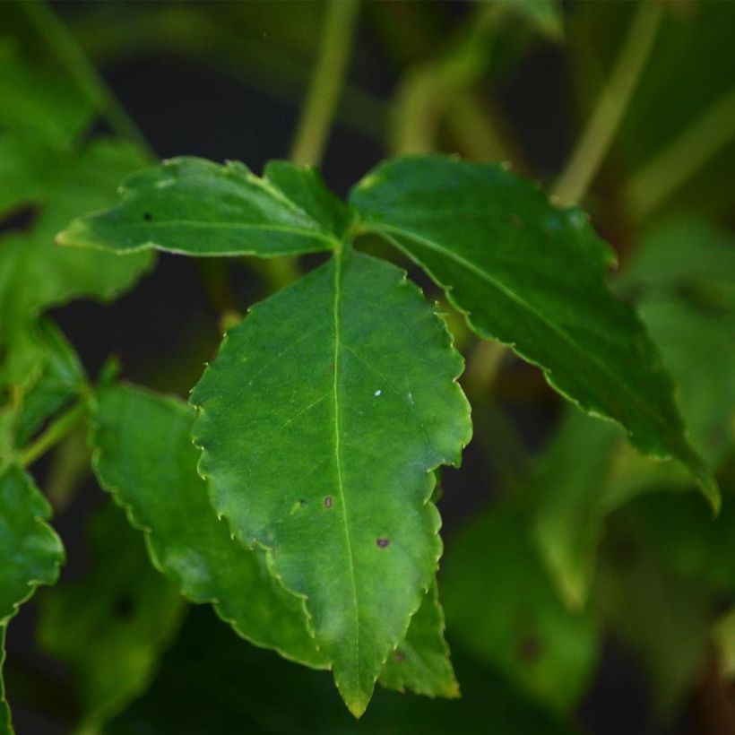 Staphylea colchica - Pimpernoot (Foliage)