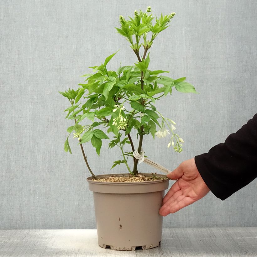 Exemplaar van Staphylea pinnata - Pimpernoot Pot van 3 l/4 l zoals geleverd in de lente