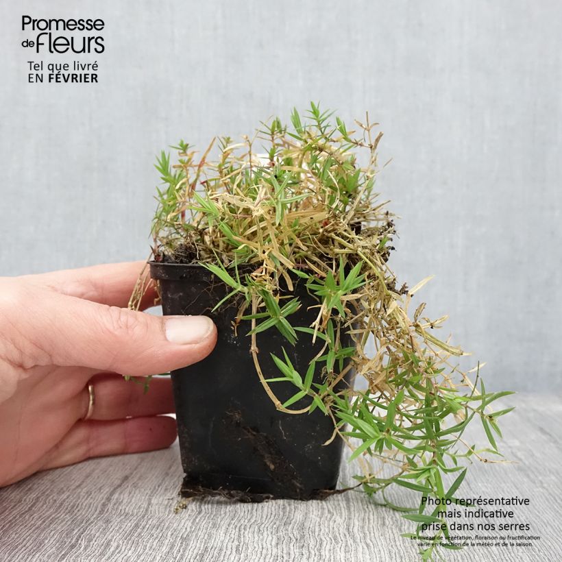 Example of Stellaria (Rabelera) holostea - Stellaire holostée Kweekpotje van 8/9 cm as you get in hiver