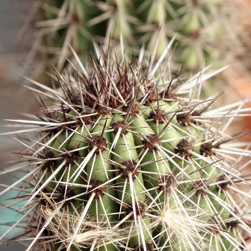 Stenocereus thurberi - Orgelpijpcactus (Foliage)