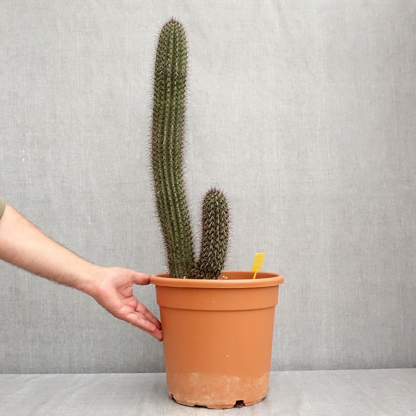 Exemplaar van Stenocereus thurberi - Orgelpijpcactus Pot van 7,5 l/10 l zoals geleverd in de zomer