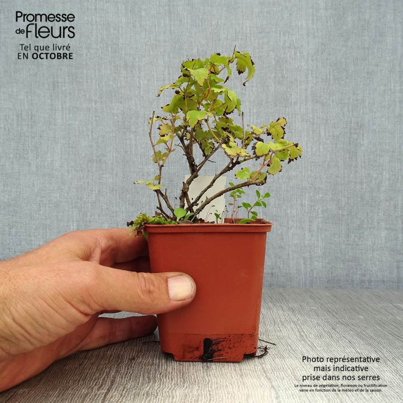 Exemplaar van Stephanandra incisa Crispa - Kransspirea Kweekpotje van 8/9 cm zoals geleverd in de herfst