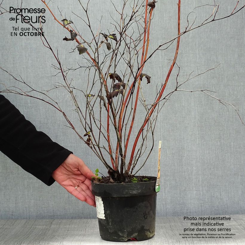 Exemplaar van Stephanandra tanakae - Kransspirea Pot van 3 l/4 l zoals geleverd in de herfst