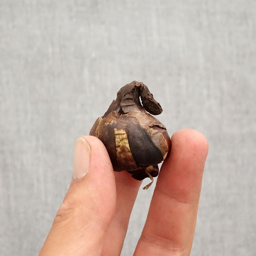 Example of Sternbergia lutea - Faux crocus d'automne - Bulbe Bol size 10+ as you get in automne