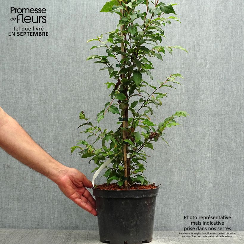 Exemplaar van Stewartia monadelpha - Boomcamelia Pot van 4 l/5 l zoals geleverd in de herfst