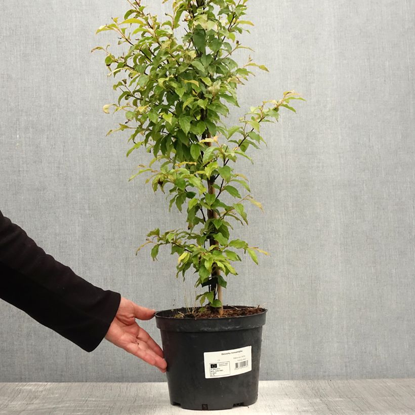 Exemplaar van Stewartia monadelpha - Boomcamelia Pot van 4 l/5 l zoals geleverd in de zomer
