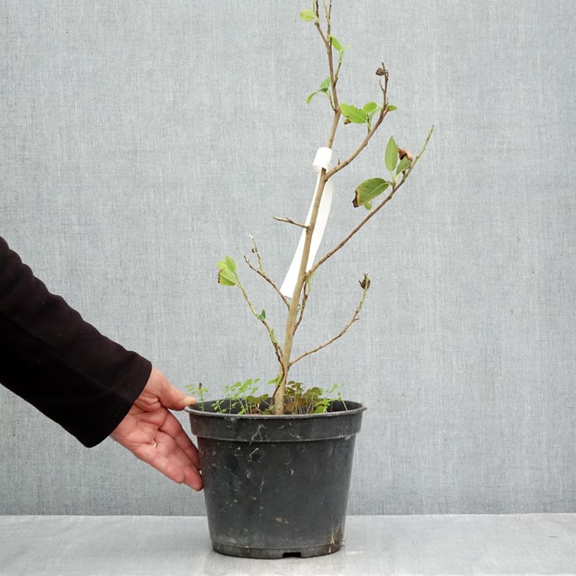 Exemplaar van Stewartia pteropetiolata - Schijncamelia Pot van 4 l/5 l zoals geleverd in de herfst