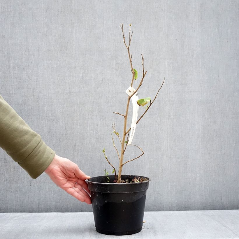 Example of Stewartia pteropetiolata Pot van 4 l/5 l as you get in hiver