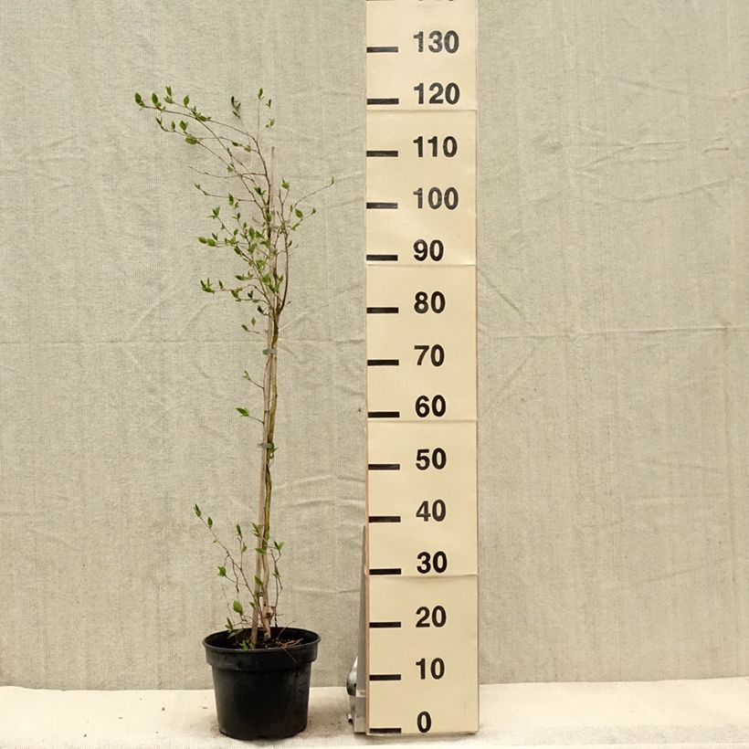 Exemplaar van Stewartia rostrata - Schijncamelia Pot van 4 l/5 l zoals geleverd in de lente