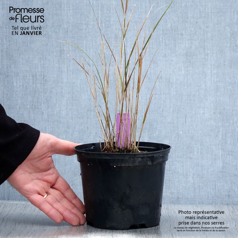 Example of Stipa arundinacea Sirocco - Anemanthele lessoniana Pot van 2 l/3 l as you get in hiver