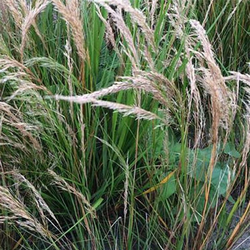 Stipa calamagrostis - Diamantgras (Flowering)