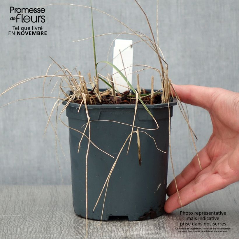 Exemplaar van Stipa calamagrostis - Diamantgras Pot van 2 l/3 l zoals geleverd in de herfst