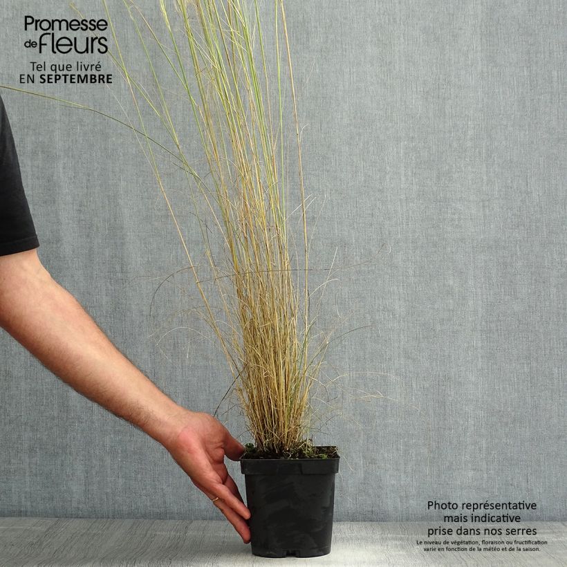 Exemplaar van Stipa capillata - Vedergras Pot van 2 l/3 l zoals geleverd in de zomer
