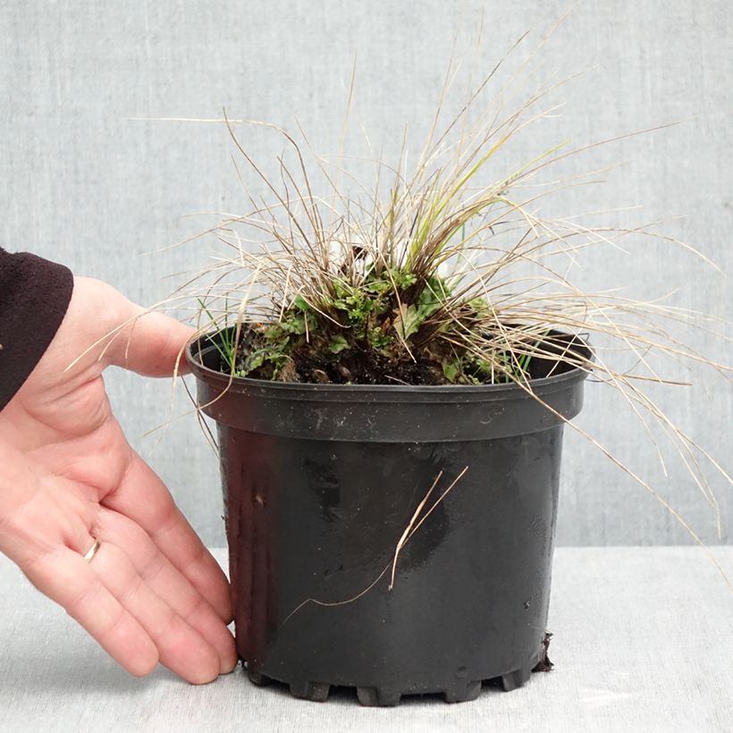 Exemplaar van Stipa capillata - Vedergras Pot van 2 l/3 l zoals geleverd in de herfst